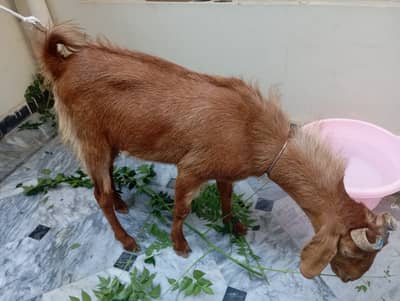 Goat(bakra)