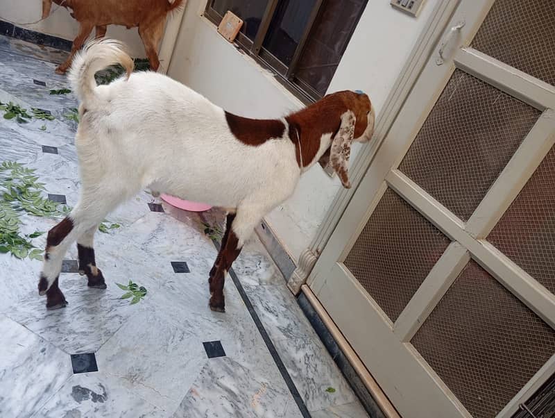Goat(bakra) 5