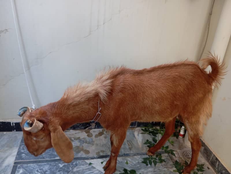 Goat(bakra) 6