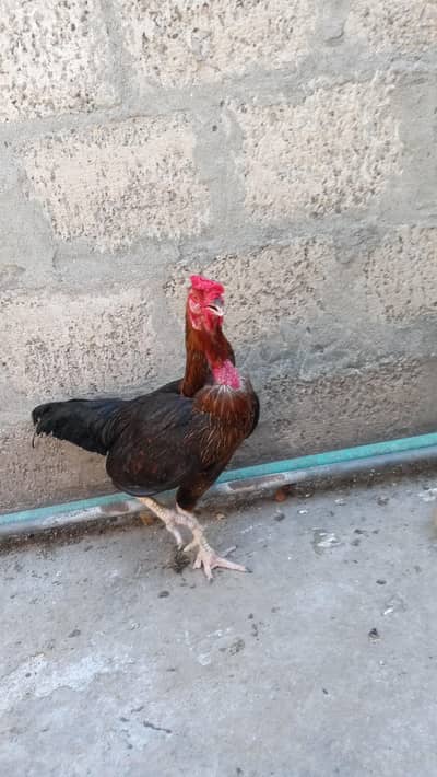 Desi Hen For Sale