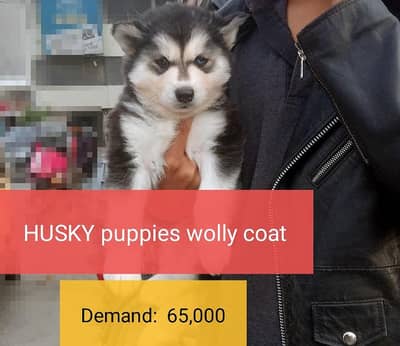 Husky American bully Pitbull Shihtzu Poodle Labrador