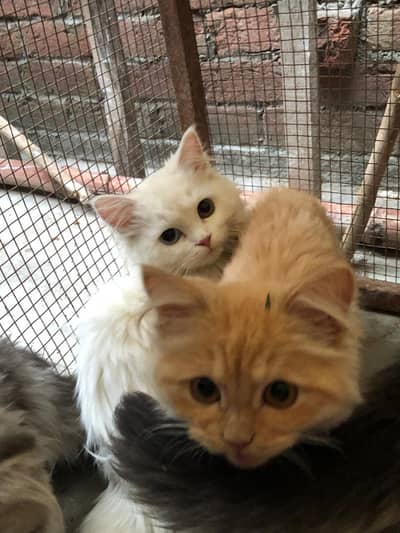 PERISIAN CATS FOR SALE