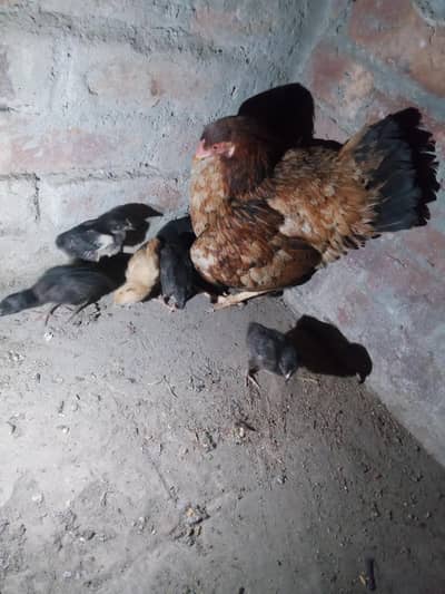 assel hen with bachy 03094177816