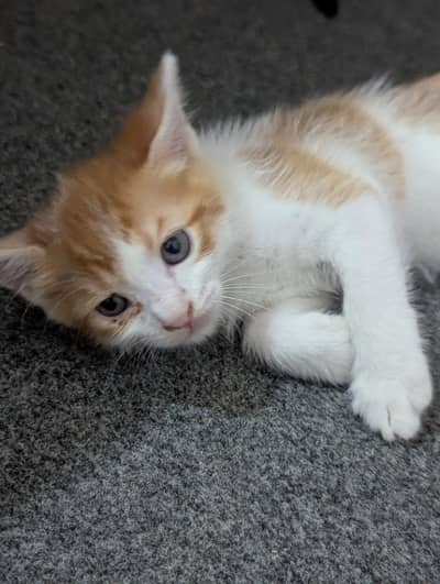Cute kittens