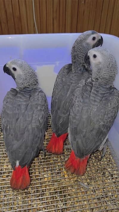 Grey parrot near to self chicks