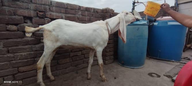 bakra dunda ha . . . 0. . 3. . 3. . 2. . 8. . 4. . 1. . 7. . 8. . 0. . 2