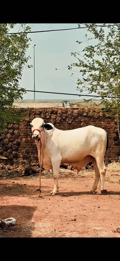 Qurbani