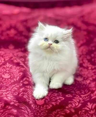 Persian cats My WhatsApp 03436966924 //+@&#$@(#+$