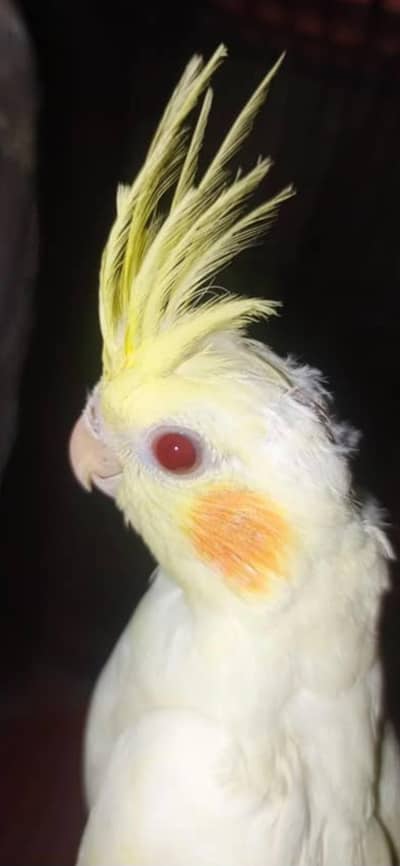 koktail red eyse
