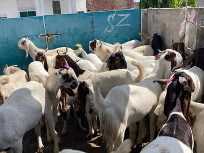 Qurbani Goat Bakra Sindhi Goat Donda Khassi Qurbani Bakra Goat 2026