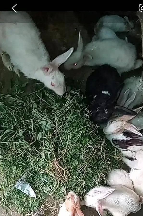 breeder rabbit  0