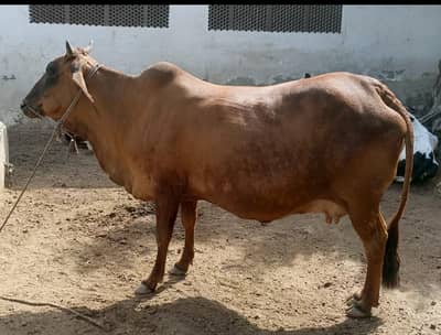 urgent sale krni hy need money 0333 five zero 35 five two one