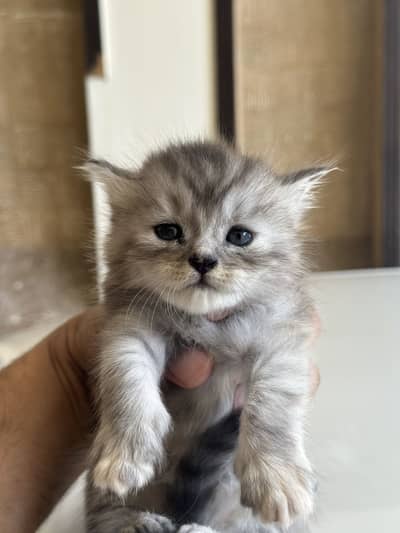 male cat persian 45 days age