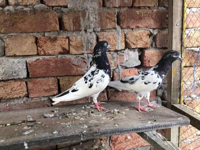 Raam puri and teddy pigeon for sale