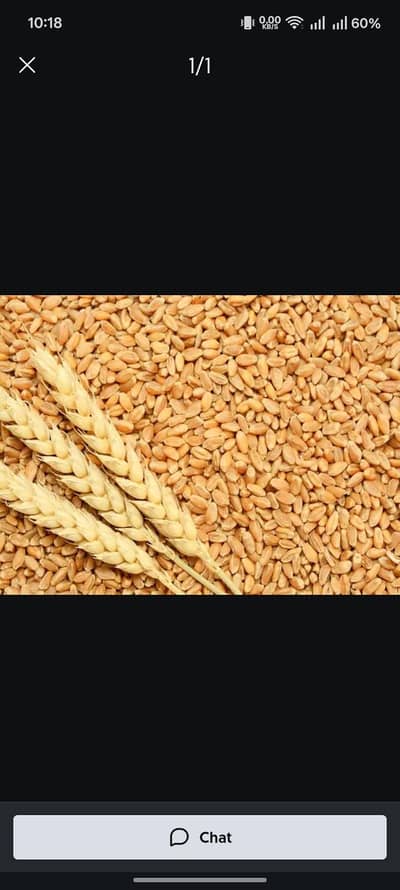 Gandum/Wheat for Sale