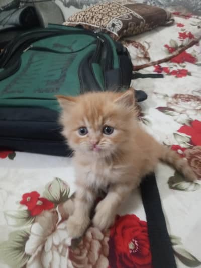Persian kitten