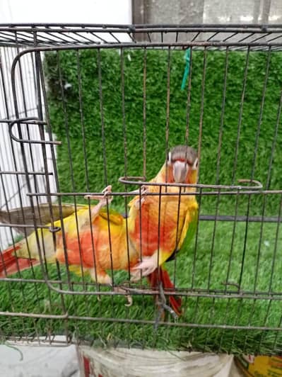 pineapple and yellowsided conure