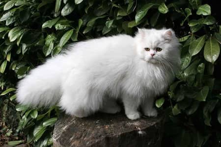 Persian triple coat female