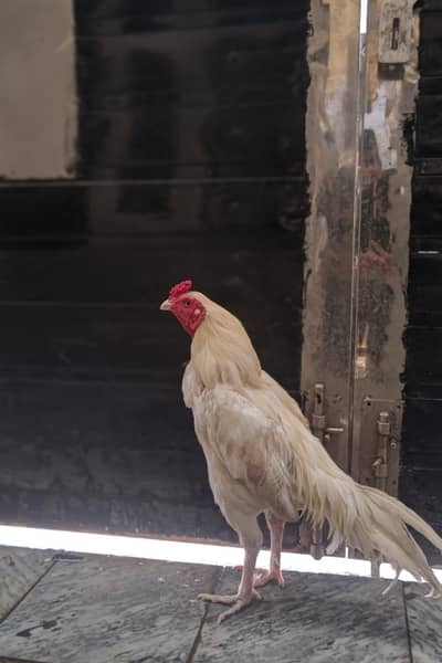 Aseel Amroha 5 maah ka hy buht Kamal ka hy