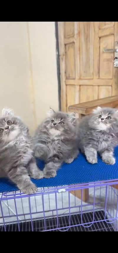 Quality Persian Punchface cat & kitten. moreWhatsApp 03094016734