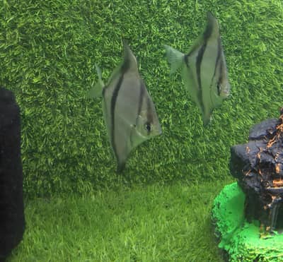 Silver Mono Fish / Mono Sebae