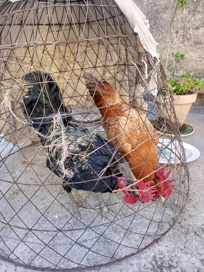 2 Male Hens for Sale