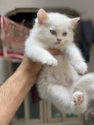 5 Persian triple coated kitten