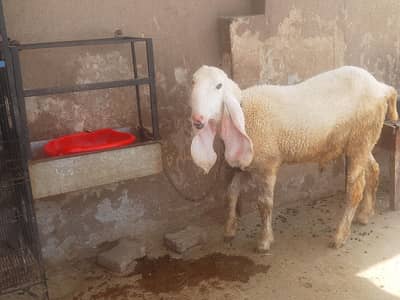 kajla chatra for sale