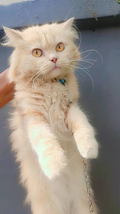 Persian Male Cat