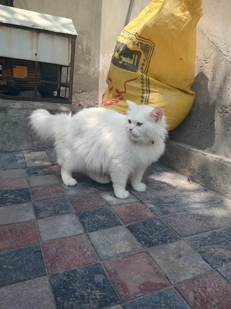catt female 0