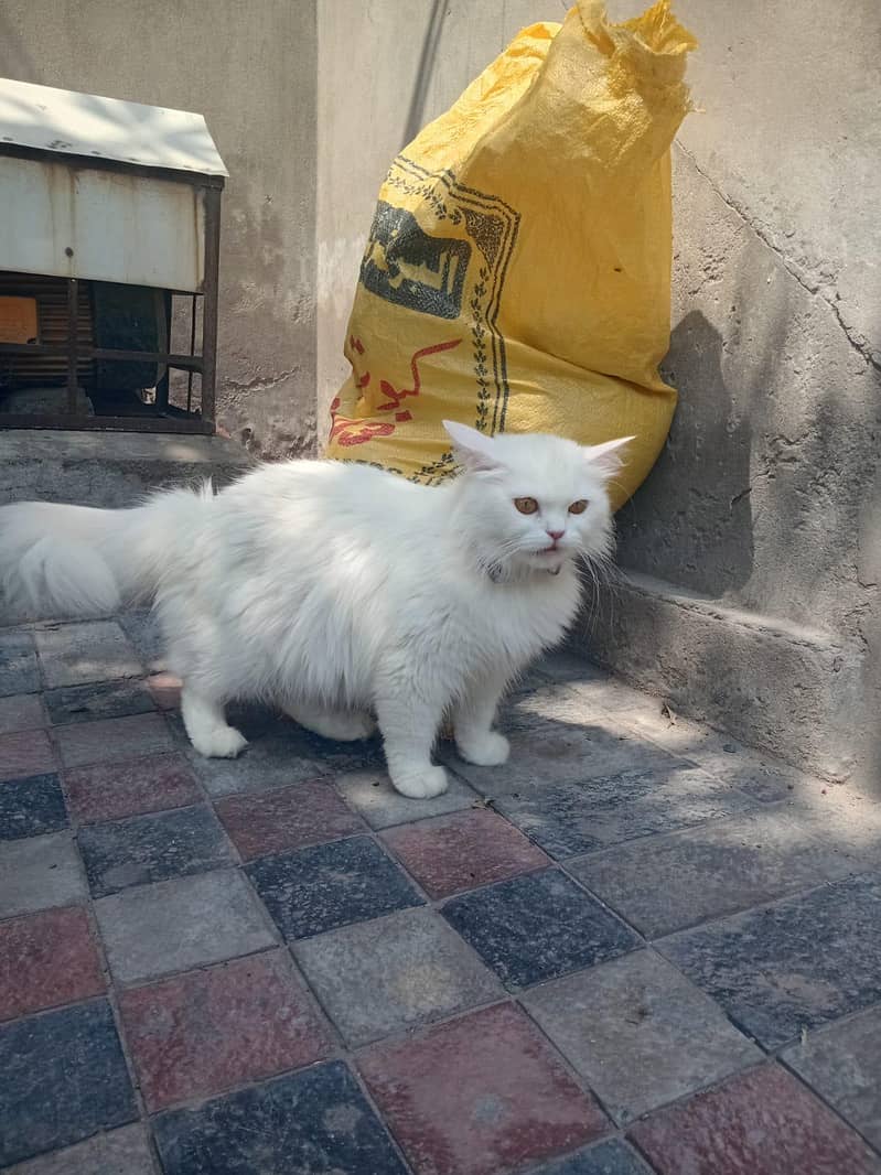 catt female 1