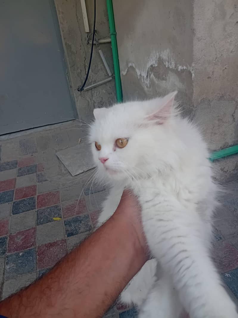 catt female 2