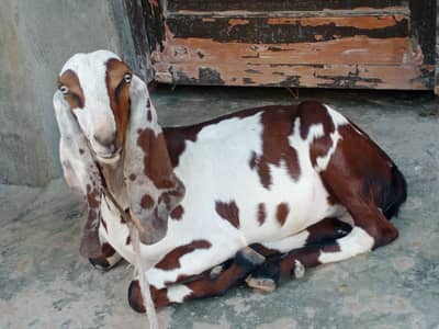 Bakra Donda hai