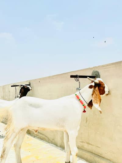 khassi bakra