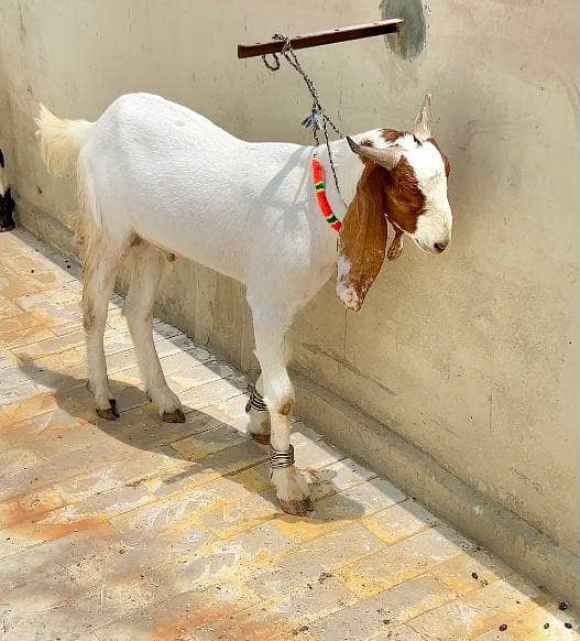 khassi bakra 1