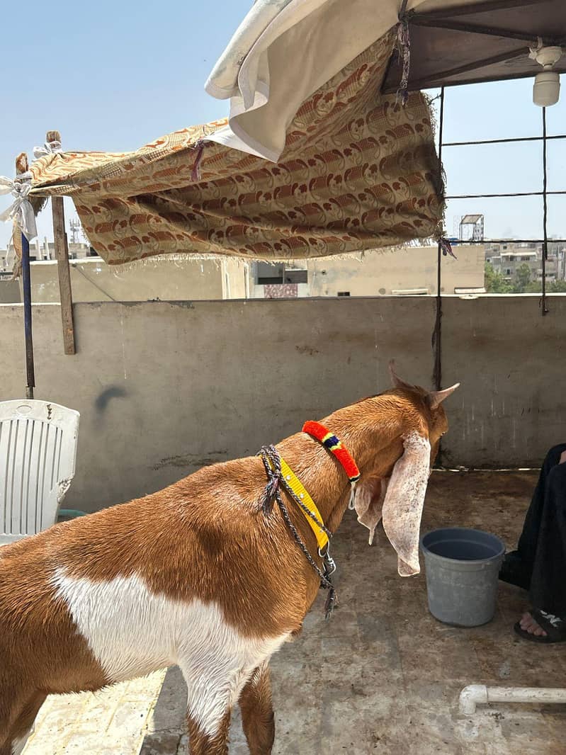 khassi bakra 2