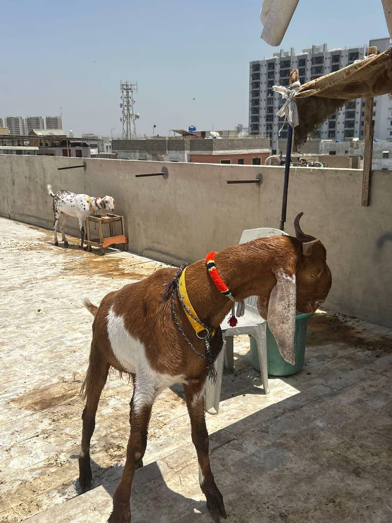 khassi bakra 3