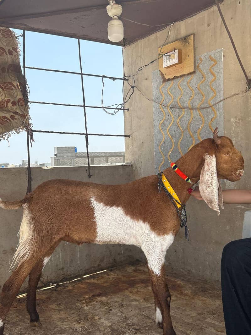 khassi bakra 5