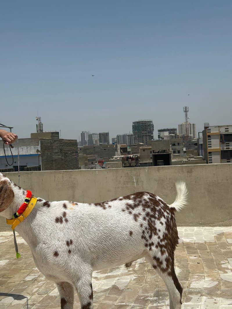 khassi bakra 8