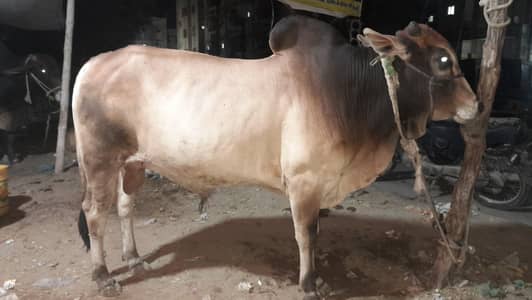 Qurabani cows  Cows | Bull | Qurbani 2026 |