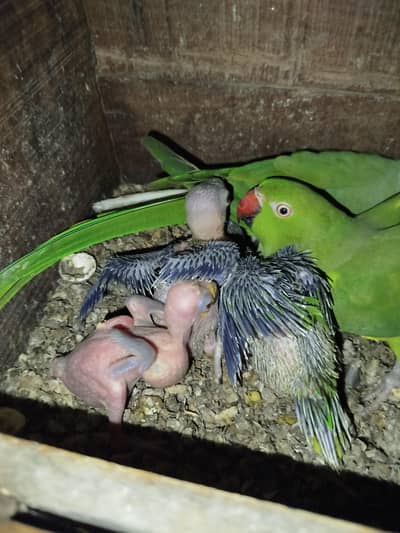 Green Ringneck chick
