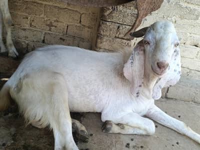 Two goats for sale