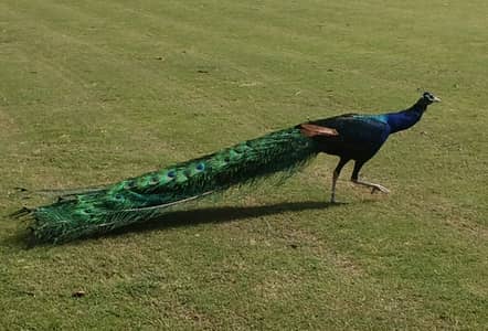 Peacock for sale it's look good and healthy