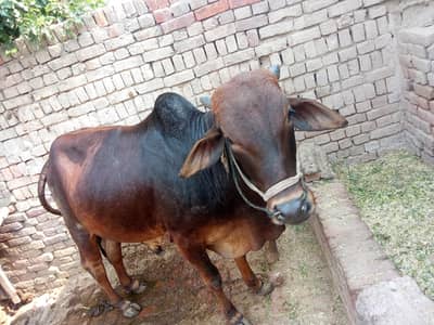 Oxbull