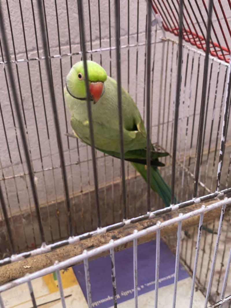 Ringneck 0