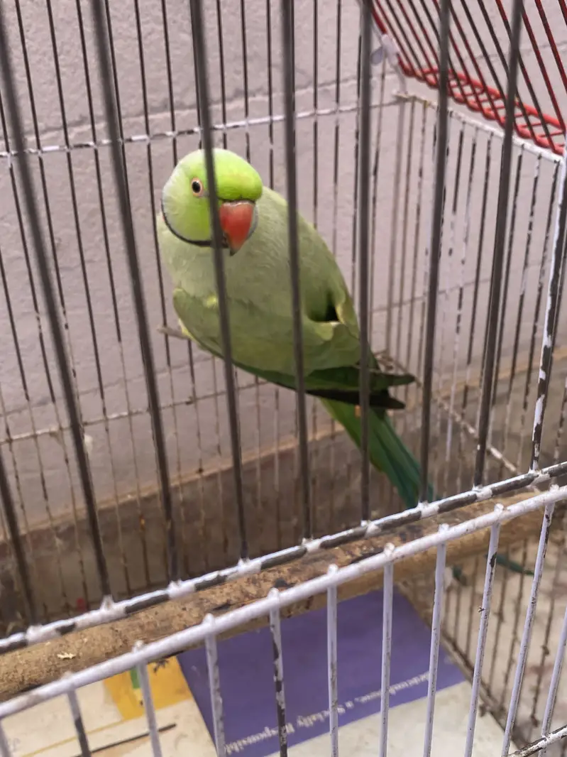 Ringneck