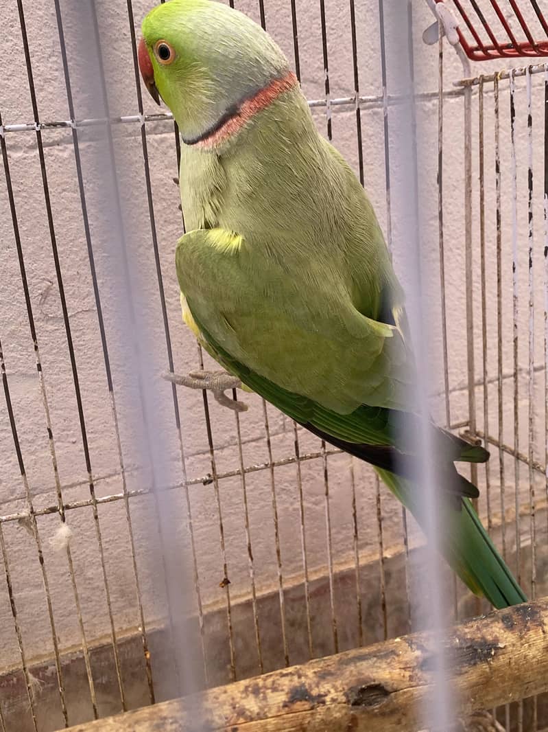 Ringneck 1