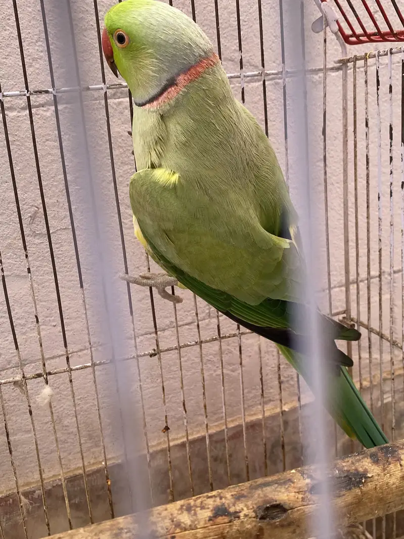 Ringneck — photo 2