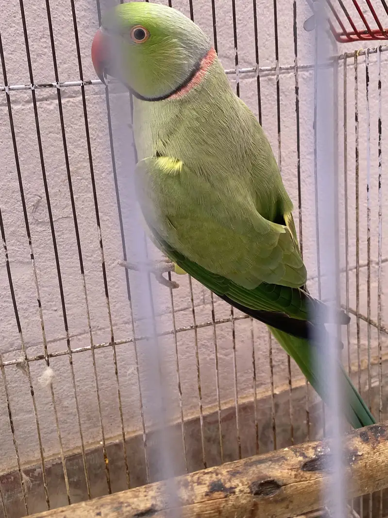 Ringneck — photo 3