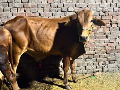 2 dant Wacha for qurbani